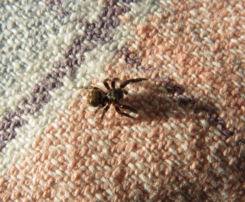 Pseudeuophrys erratica